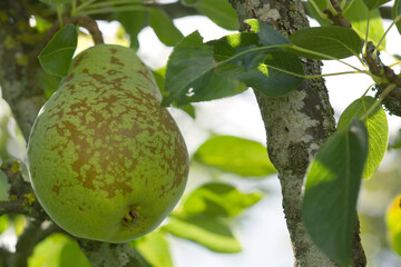 Big juicy yellow pear growing on a tree branch