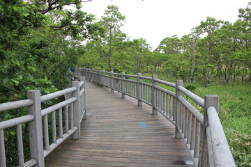 緩くカーブしている木道のある風景