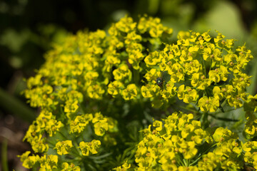 Obraz premium Green fly (Lucilia sericata) on plant Alyssum Gold. Green and yellow flowers blooming in the garden, background