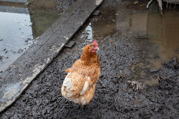 A ginger hen is alone in the farm yard. Ecological chicken farm. Country courtyard with chicken