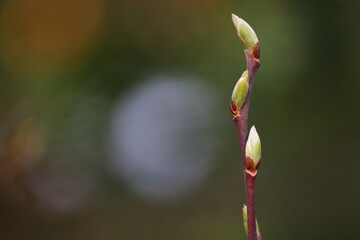 close up of beauziful shoots on a twig