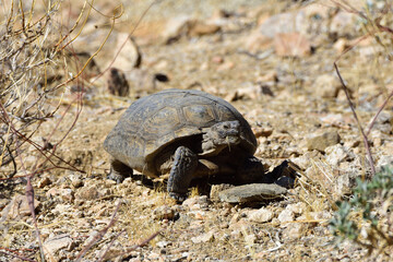 desert tortoise on the move