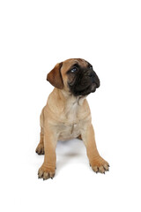 Puppy bullmastiff isolated on white 