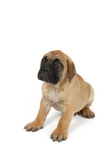 puppy bullmastiff isolated on white 
