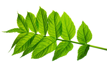 Fototapeta na wymiar Elderberry . elderberry - a medicinal plant good for health. Green spring elderberry leaves. Isolated without shade.
