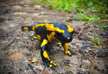 salamander