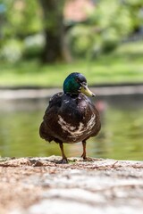 close up scene of black duck isolated.