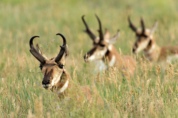 Pronghorn antelope (Antilocapra americana) resting in prairie grasses   Custer State Park   South Dakota © Tom