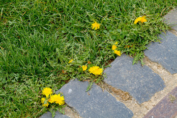 Unkraut am Wegeran d