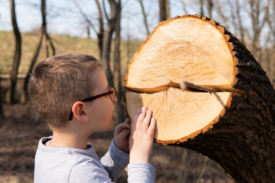 jongen kijkt naar een deel van een boom