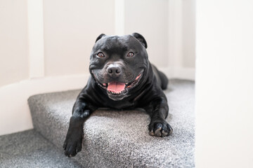 Staffordshire Bull Terrier dog lying on carpeted stairs. He is looking at the camera. He is happy and smiling.