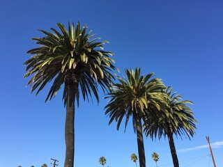 Fototapeta premium palm trees against blue sky