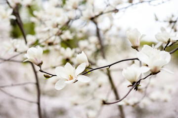 White magnolia flower in the spring