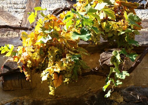 autumn leaves on the ground
