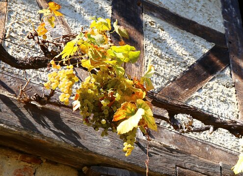 autumn leaves on the ground