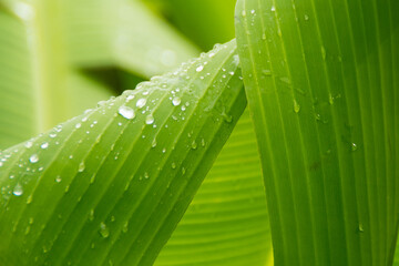 water drops on a green leaf. Selective focus shot of green dewy leaves. vivid texture
