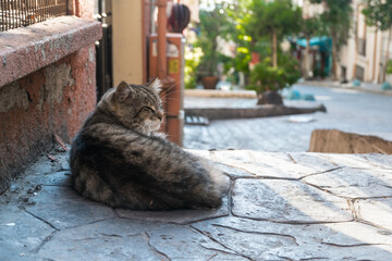 Stray cats sleeps on the street in Istanbul, Turkey