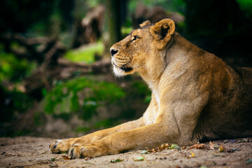 Obraz na płótnie Canvas Lioness resting and watching the surroundings lying down.