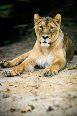 Lioness resting and watching the surroundings lying down.
