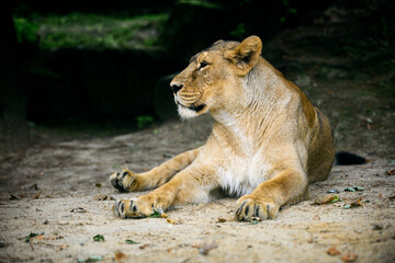 Naklejka na ściany i meble Lioness resting and watching the surroundings lying down.