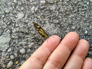 butterfly on hand