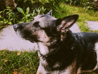 Close up photo of a big east european shepherd on a grass. Big dog rests in a garden.