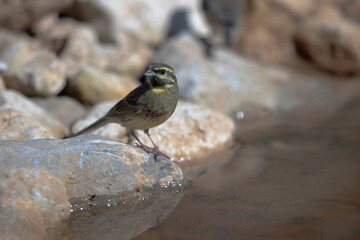 Bruant zizi Emberiza cirlus perché ou au sol