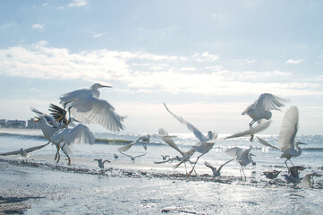 Fototapeta premium gaivotas voando na orla da praia