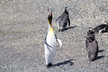 King penguin on Martillo island beach, Ushuaia