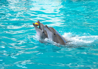Dolphins. Two bottlenose dolphins in the water with a ball