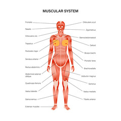 Human muscular system