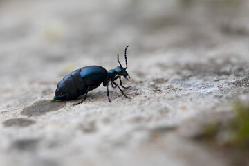Meloe violaceus femelle rampant au sol