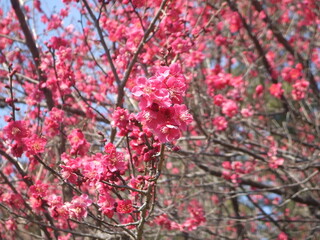 満開の赤い梅の花