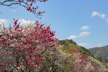 満開の花桃
