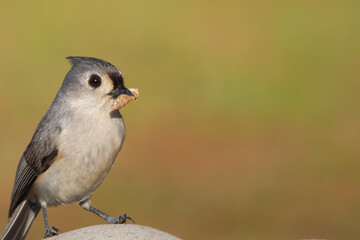 Tufted Titmouse sits has caught an insect.