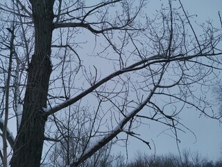 tree in the sky