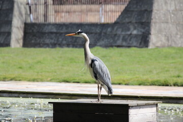 great blue heron ardea alba