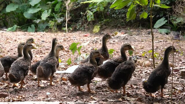 A group of walking ducks in the wild