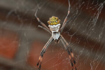 Spider on Spider Web