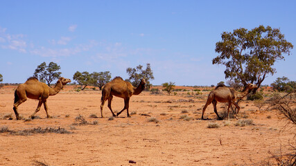 drei Kamele auf einer Off-Road Straße im Outback in Australien