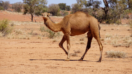 Kamel auf einer Off-Road Straße im Outback in Australien