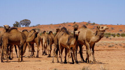 Kamele Gruppe auf einer Off-Road Straße im Outback in Australien