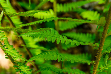 Green fern plants in the forest on spring