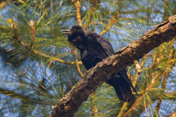 Fish Crow calls from tree.