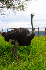ostrich in the zoo