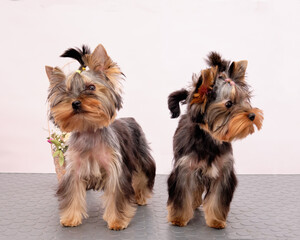 Yorkshire Terrier puppies stand on a table on a white background