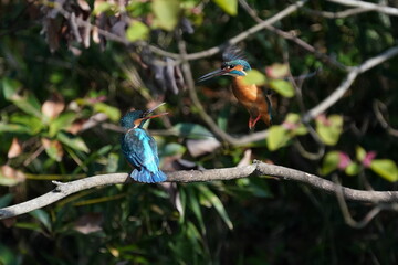 common kingfisher in the forest