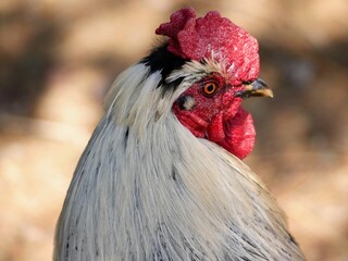 close up of a rooster