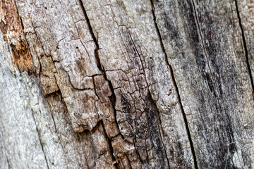 Background with grey and brown cracked wood texture