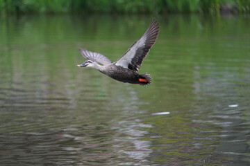 eurasian spot billed duck in the forest